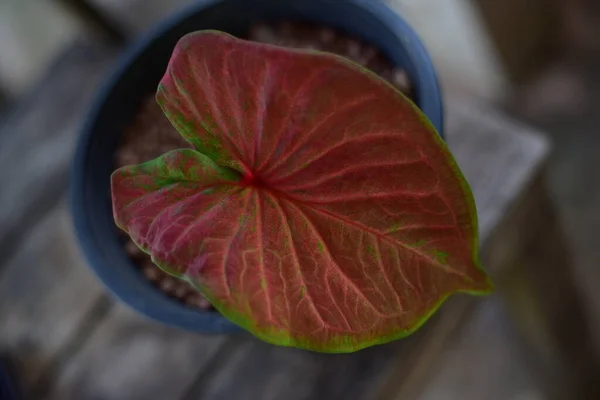 Feuille Verte Abondante Dans Nature Sur Fond Flou — Photo