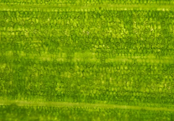 Grünes Stoma Von Pflanzen Zellen Bildungskonzept — Stockfoto