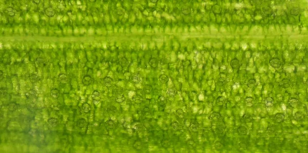 Green Stoma Plants Cells Education Concept — Stock fotografie