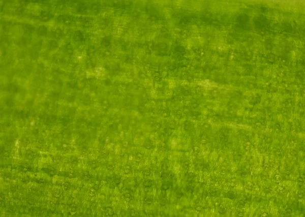 Grönt Stomi Växter Celler Utbildningskoncept — Stockfoto