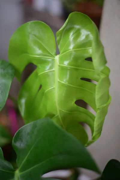 自然の中で植物の美しい葉 — ストック写真