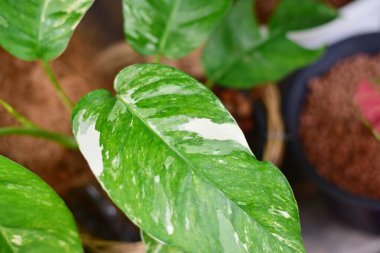 Doğadaki sevimli bitki yaprakları.