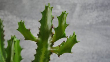 Gri duvar arka planında yeşil kaktüs.