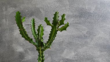 Gri duvar arka planında yeşil kaktüs.