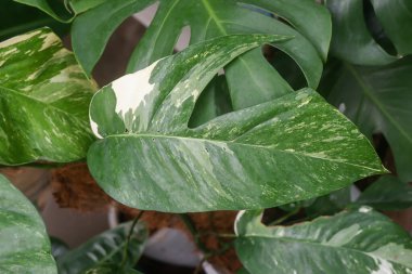 Doğadaki bitkilerin güzel yapraklarını kapat..