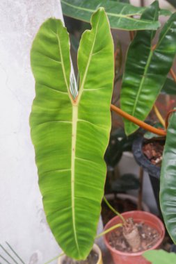 Doğadaki bitkilerin güzel yapraklarını kapat..