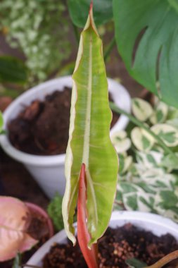 Doğadaki bitkilerin güzel yapraklarını kapat..