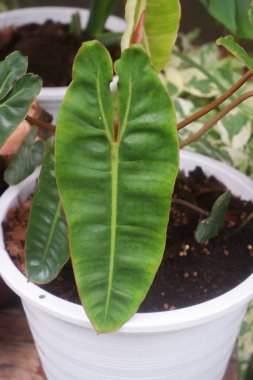 Doğadaki bitkilerin güzel yapraklarını kapat..