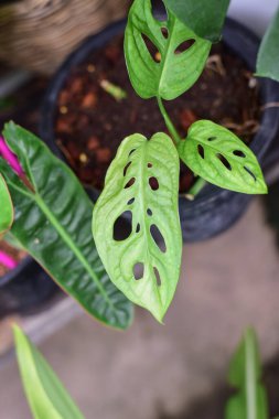 Yeşil Canavar eğimli pencere yaprağı bitkileri.