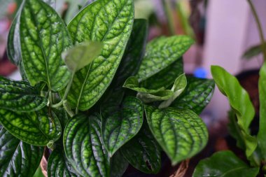 Yeşil Monstera Karsteniana doğada yeşil yaprak.