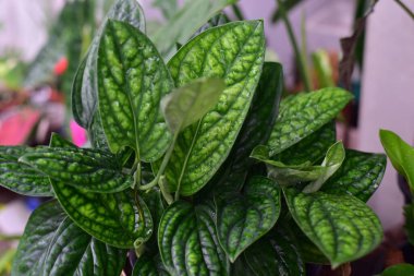 Yeşil Monstera Karsteniana doğada yeşil yaprak.