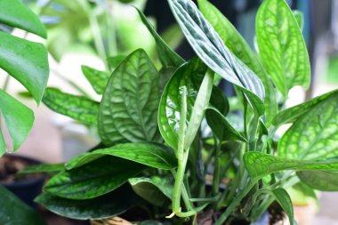 Yeşil Monstera Karsteniana doğada yeşil yaprak.