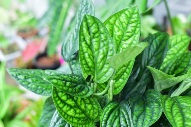 Yeşil Monstera Karsteniana doğada yeşil yaprak.