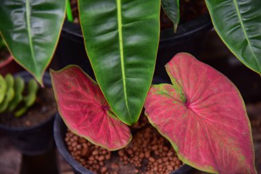 Çeşit çeşit yeşil bitkiler Philodendron billietiae.