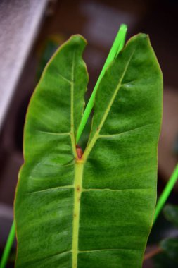 Çeşit çeşit yeşil bitkiler Philodendron billietiae.