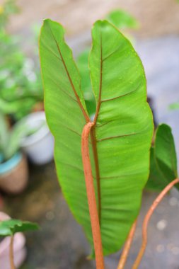 Çeşit çeşit yeşil bitkiler Philodendron billietiae.