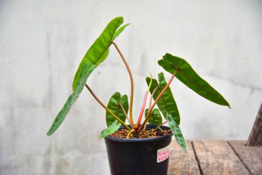 Çeşit çeşit yeşil bitkiler Philodendron billietiae.