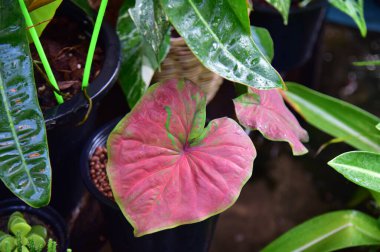 Doğadaki bitkilerin yeşil yaprakları.