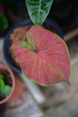 Doğadaki bitkilerin yeşil yaprakları.