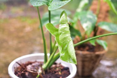 Doğadaki bitkilerin yeşil yaprakları.