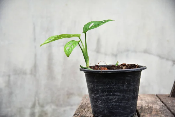 Green Monstera Oblia Window Leaf Plants — 스톡 사진