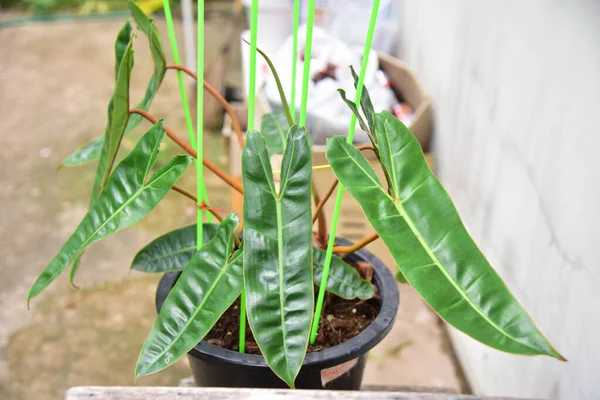 Hoja Plantas Verdes Philodendron Billietiae Variegated — Foto de Stock