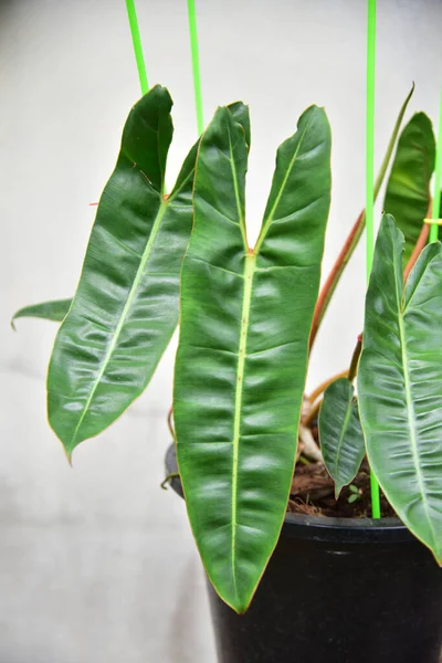 Çeşit çeşit yeşil bitkiler Philodendron billietiae.