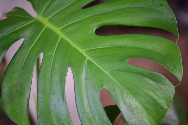 Hoja Verde Plantas Naturaleza —  Fotos de Stock