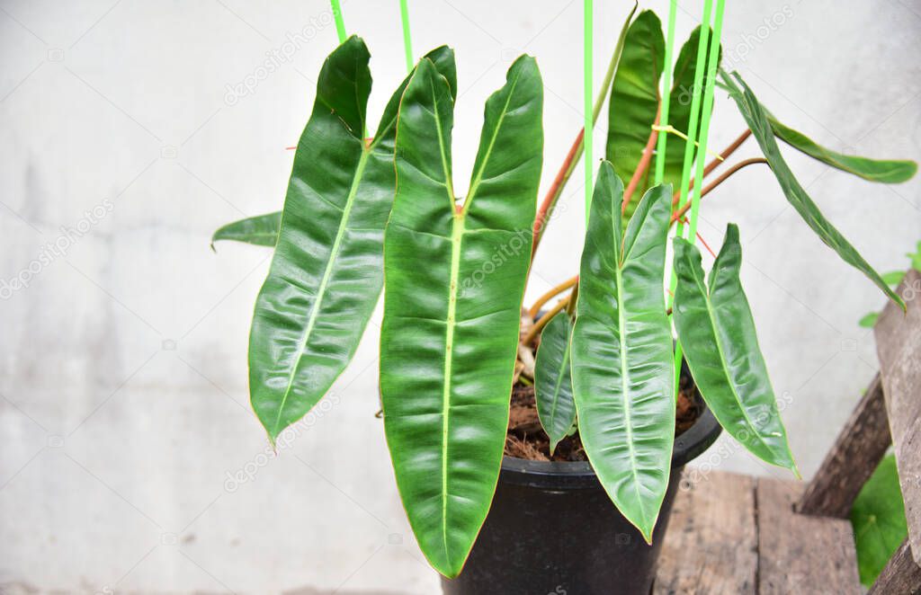 Leaf of green plants Philodendron billietiae variegated.