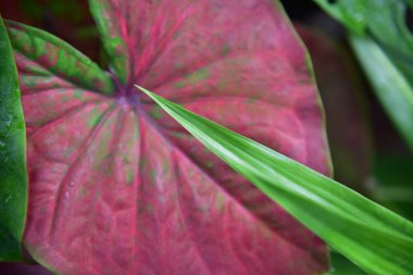 Yeşil yaprak arkaplan şirin.