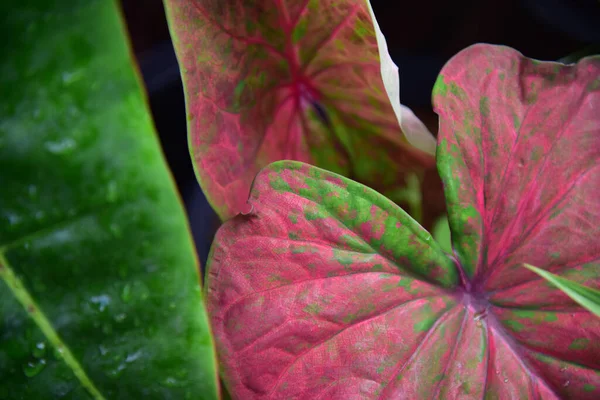 Lindo Fondo Hoja Verde — Foto de Stock