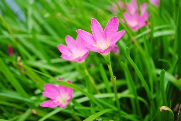 Rain lily pink flowers — Stock Photo, Image