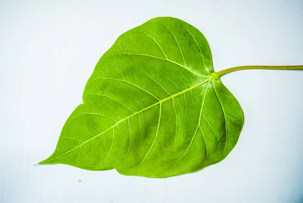 Green leaf — Stock Photo, Image