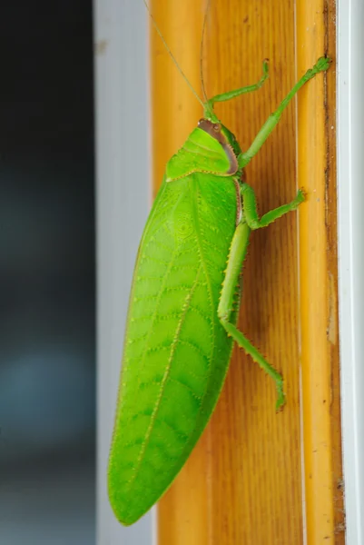 Leaf Insect — Stockfoto