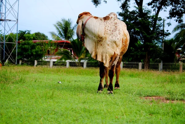 Hayvan. — Stok fotoğraf