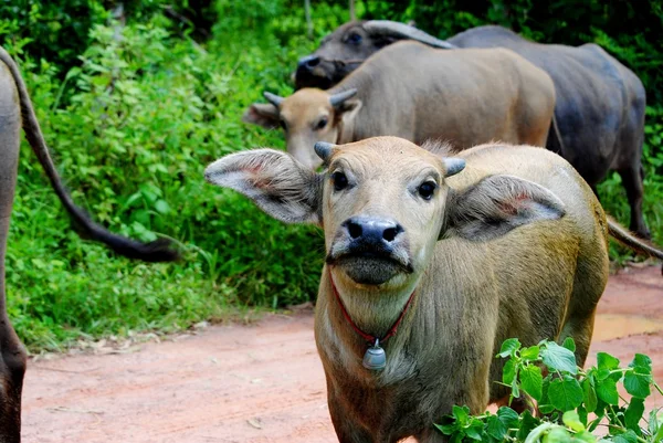 Animals — Stock Photo, Image