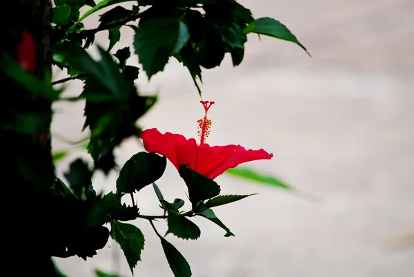 Hipérico de flores — Foto de Stock