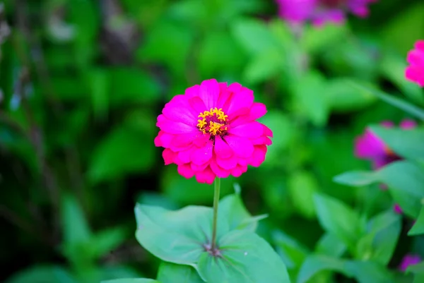 Flower Zinnia — Stock Photo, Image