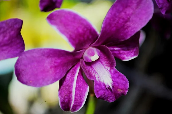 Blomma orkidéer — Stockfoto