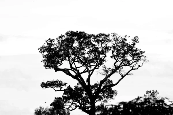 Bäume Schwarz-Weiß-Bilder — Stockfoto