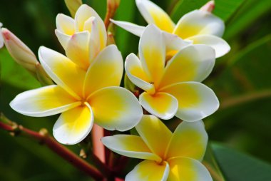  Frangipani, Plumeria, Templetree