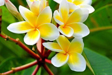  Frangipani, Plumeria, Templetree