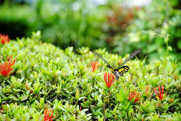 Butterfly in flowers garden — Stock Photo, Image