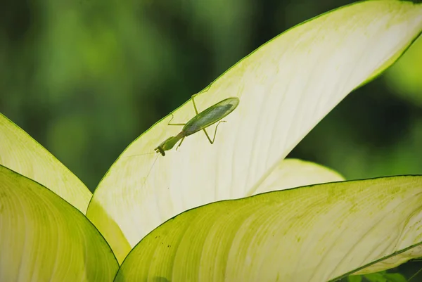 Зелений mantis в листок — стокове фото
