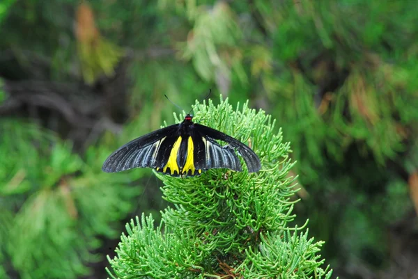 Butterfly in flowers garden — Stock Photo, Image