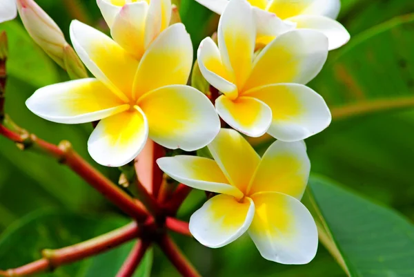 Frangipani, Plumeria, Templetree — Stok fotoğraf