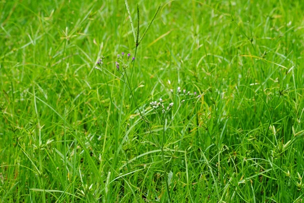 Grön bakgrund — Stockfoto