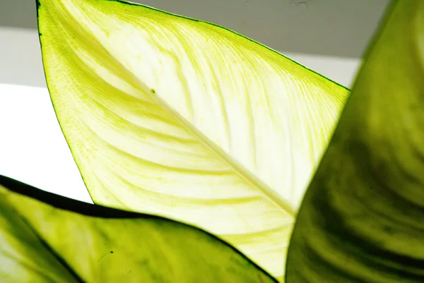 Fondo de hoja verde — Foto de Stock