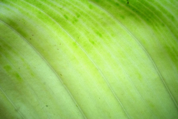 Latar belakang daun hijau — Stok Foto
