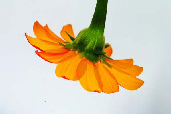 Zinnia arancione in isolato — Foto Stock